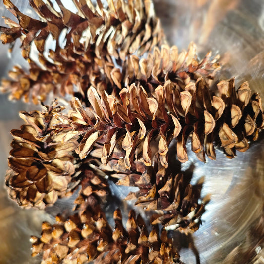 Natural Pinecones